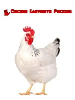 Chicken Labyrinth Puzzles background