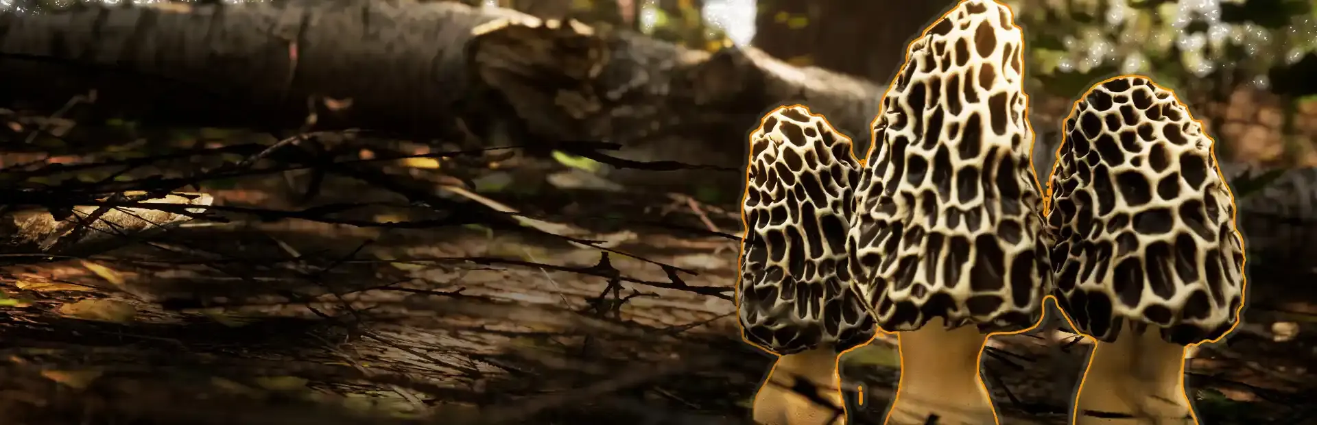 Morels: The Hunt 2 background