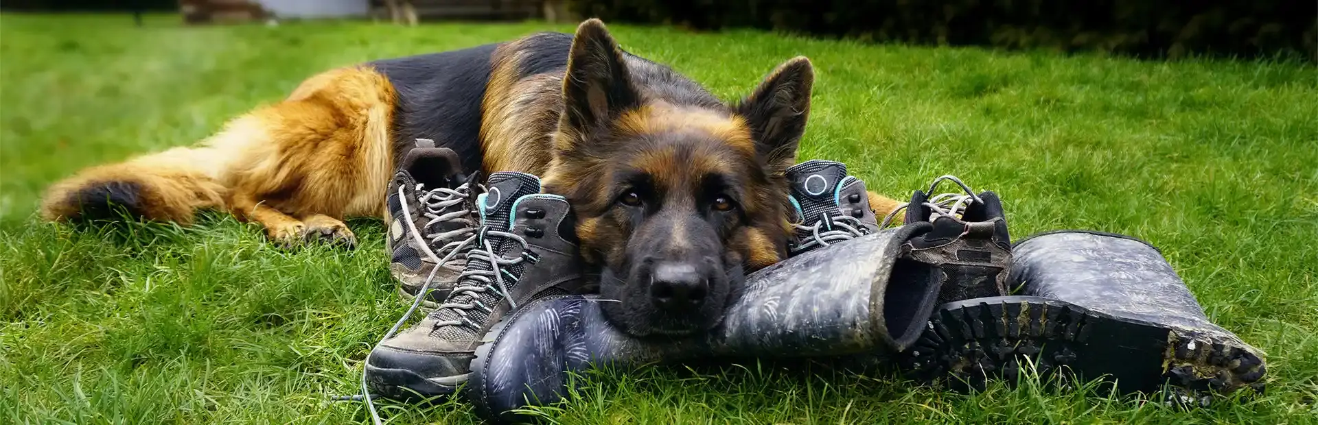 K-9 Dog Job background