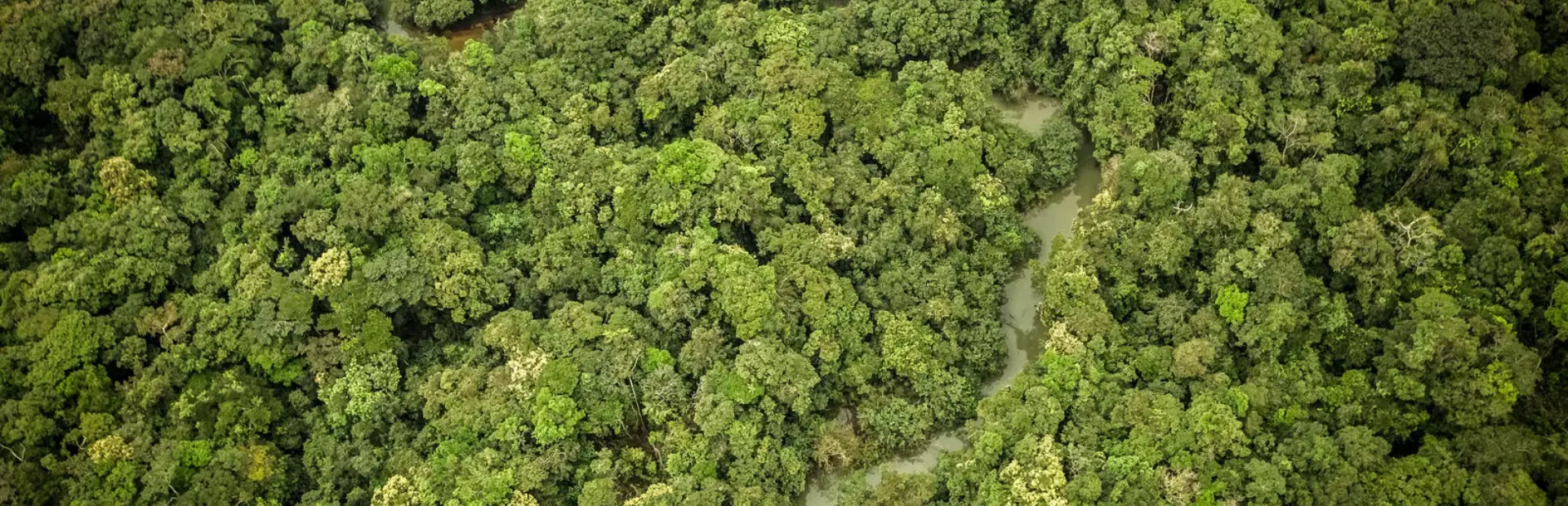 Amazon: Guardians of Eden background