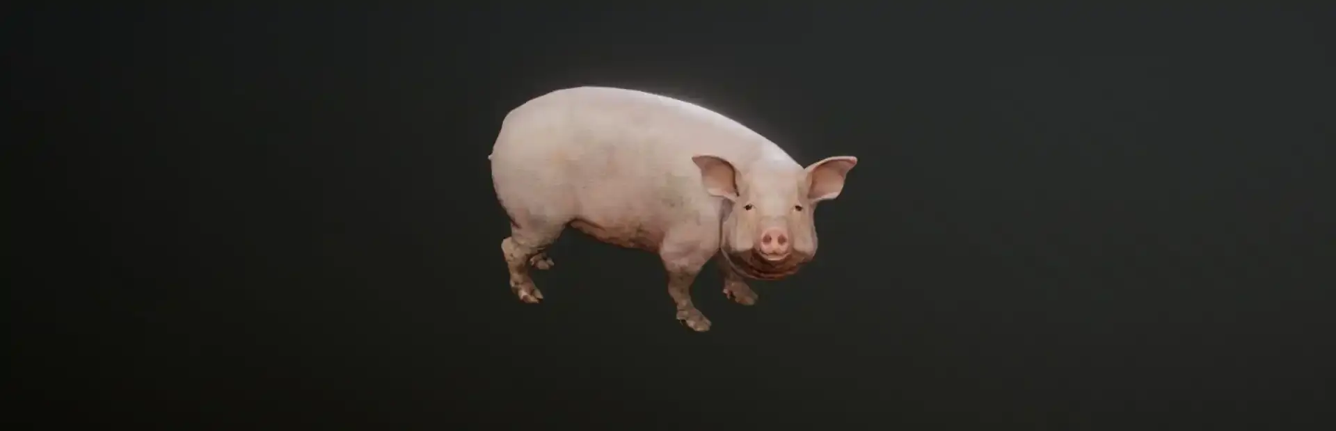 Big Pig background