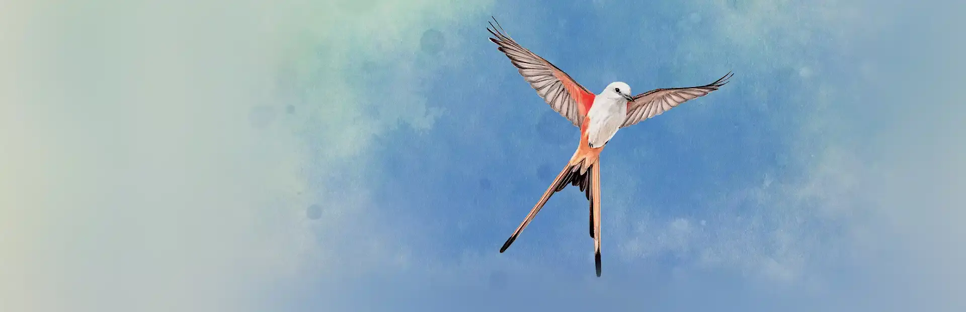 Wingspan background