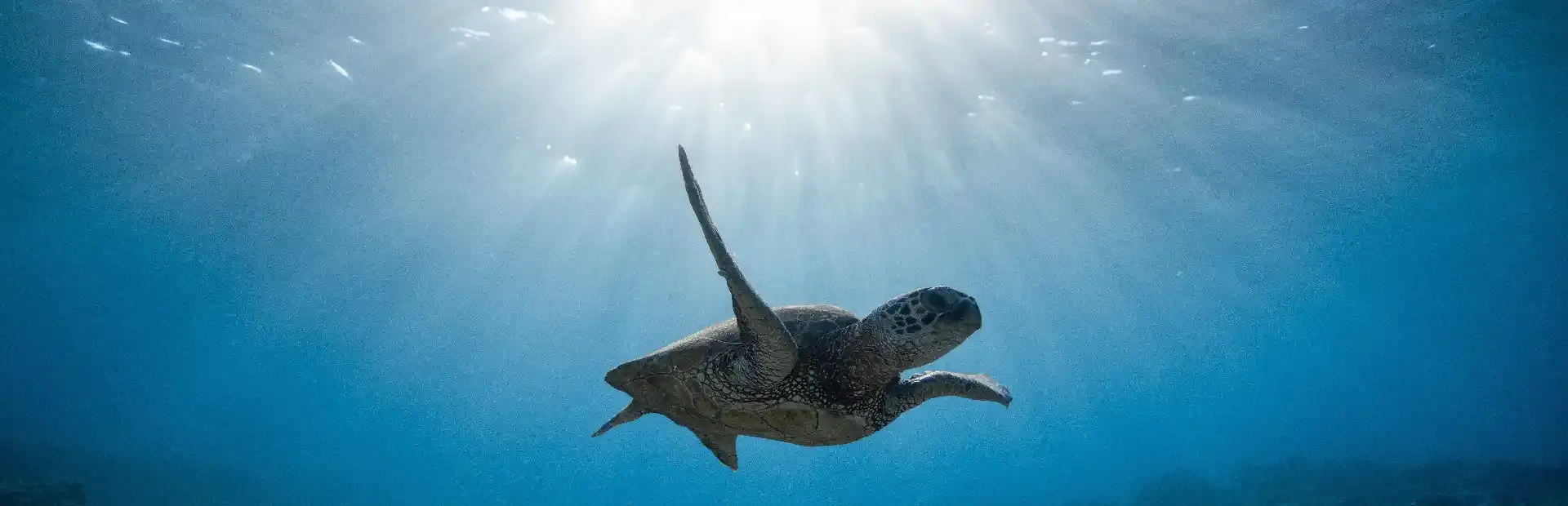 Bepuzzled Jigsaw Puzzle: Aquatic background