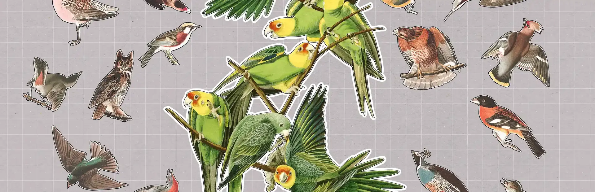 Brids Huddled Together background