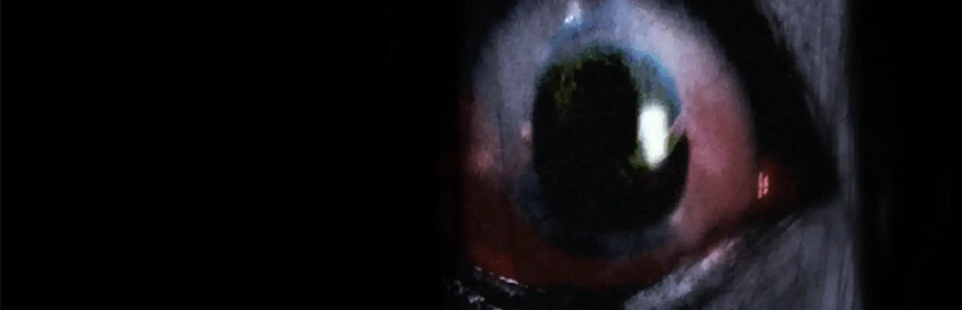 Ju-on: The Grudge background