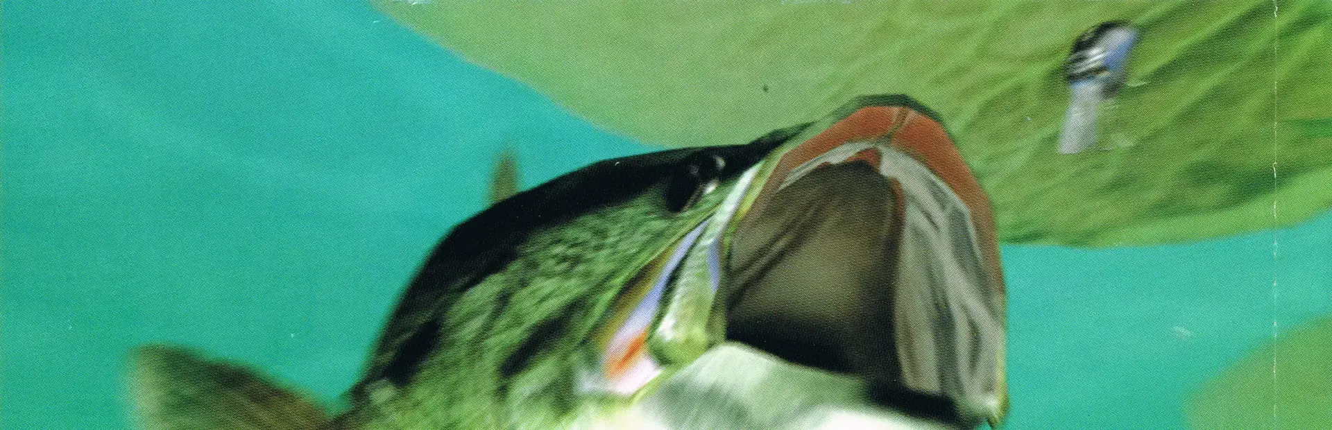Sega Bass Fishing 2 background