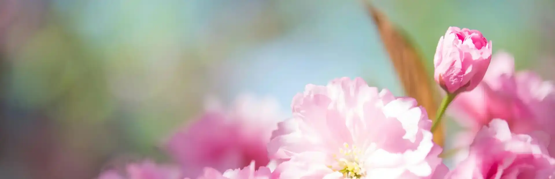 Beauty Solitaire background