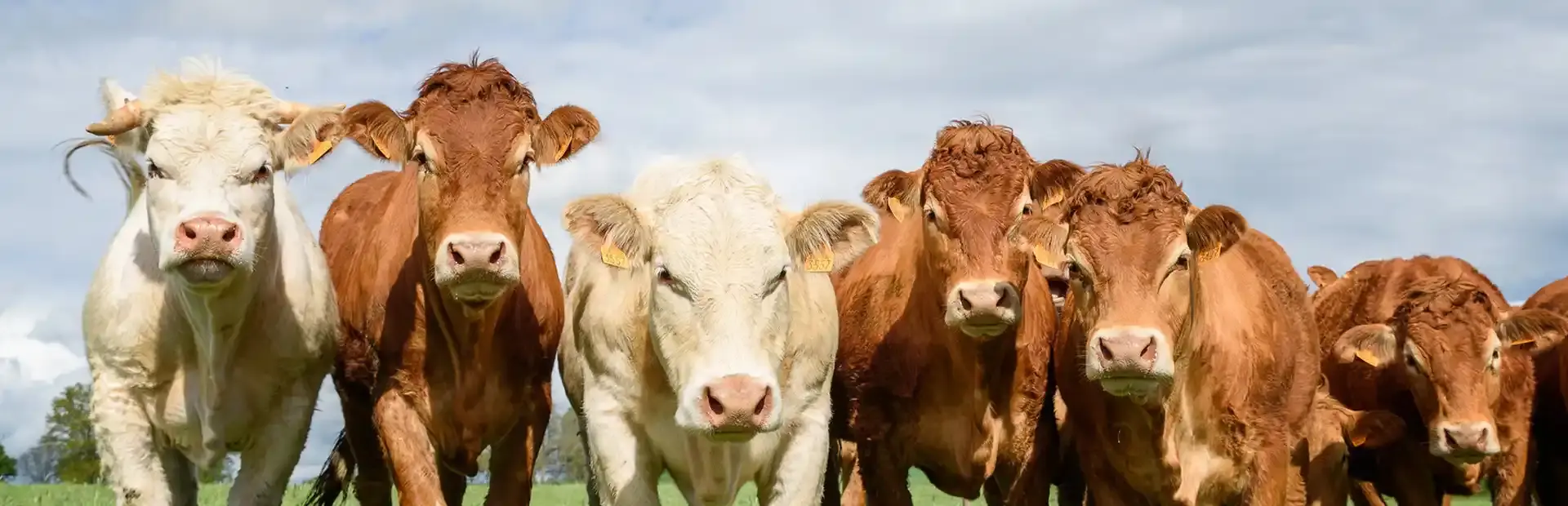 The Cows Are Watching background