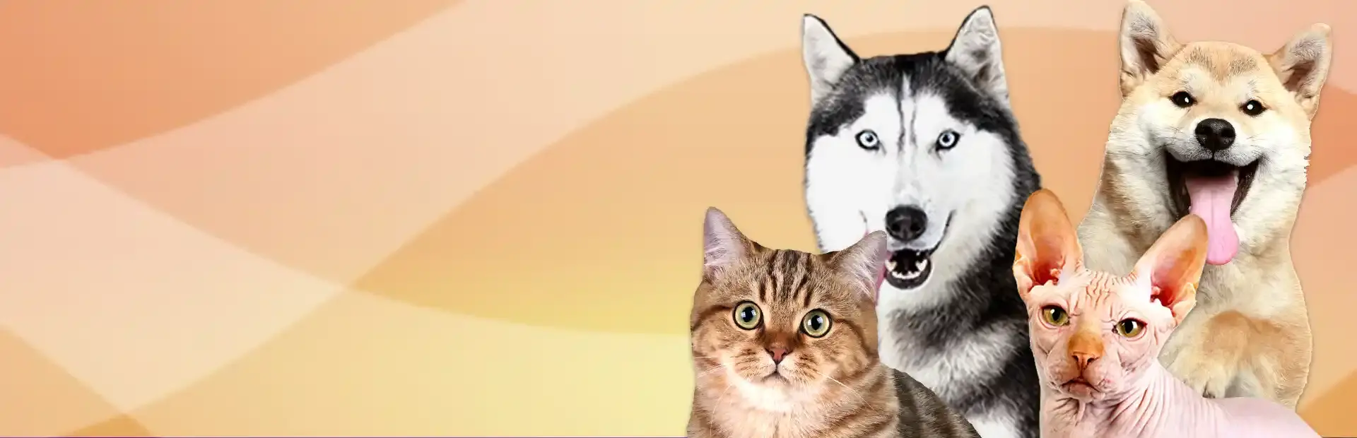 I Love Finding Cats & Pups background