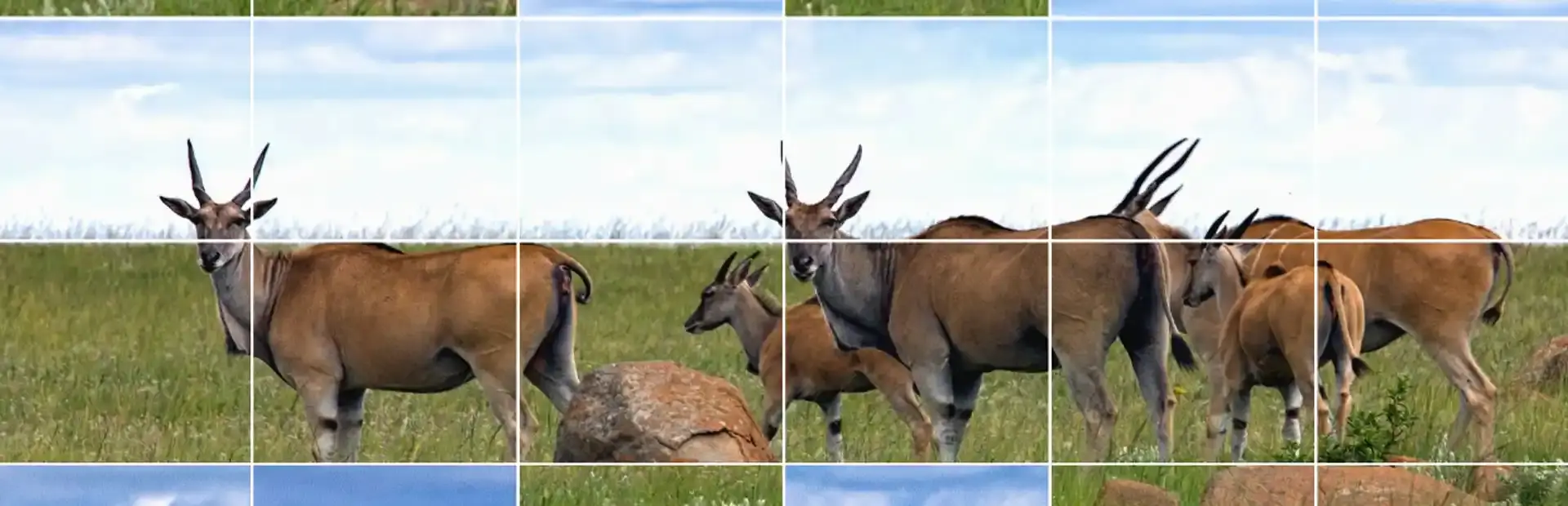Easy puzzle: Animals 2 background