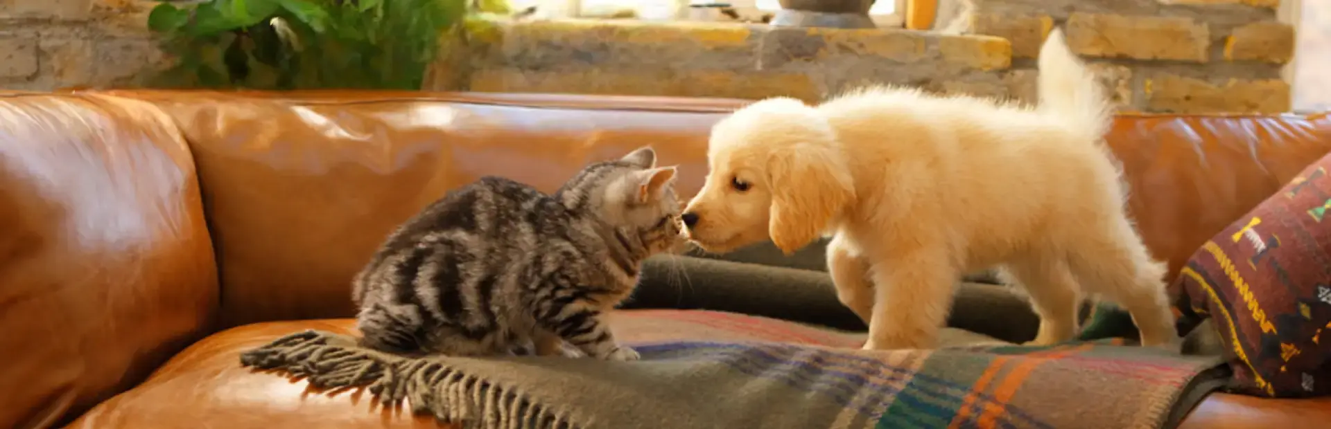 Nintendogs + Cats: Golden Retriever & New Friends background
