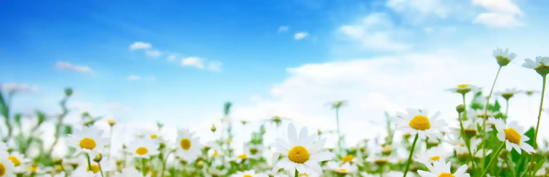 Nature Escapes 2 background