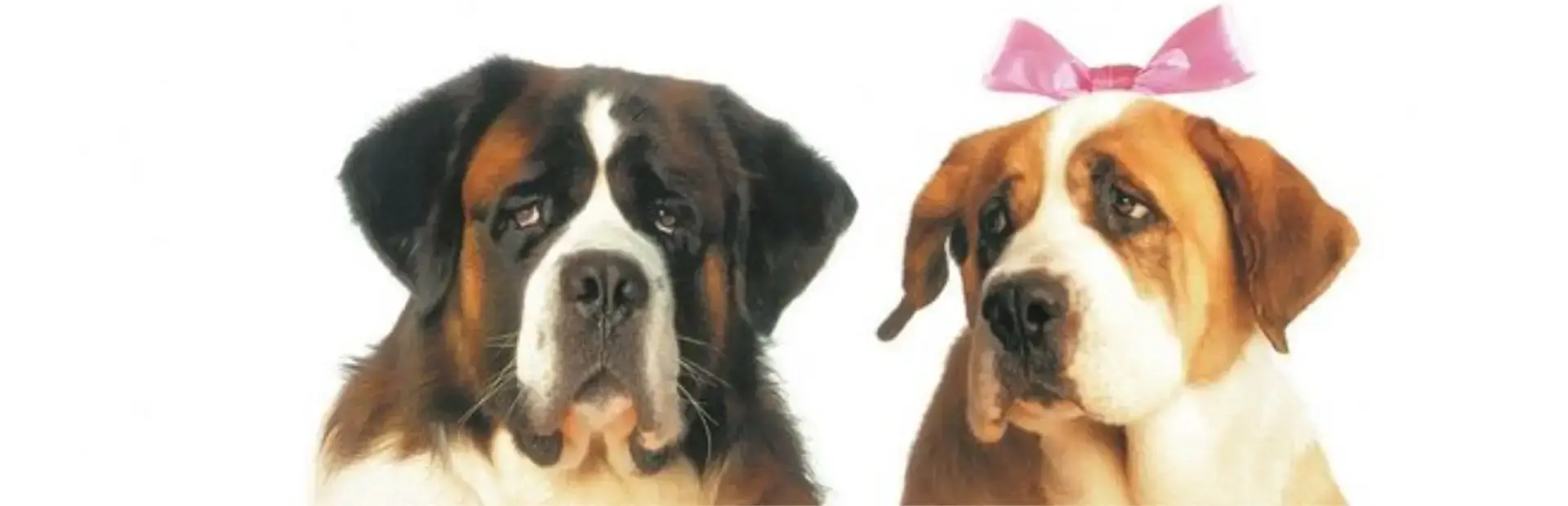 Beethoven: The Ultimate Canine Caper! background