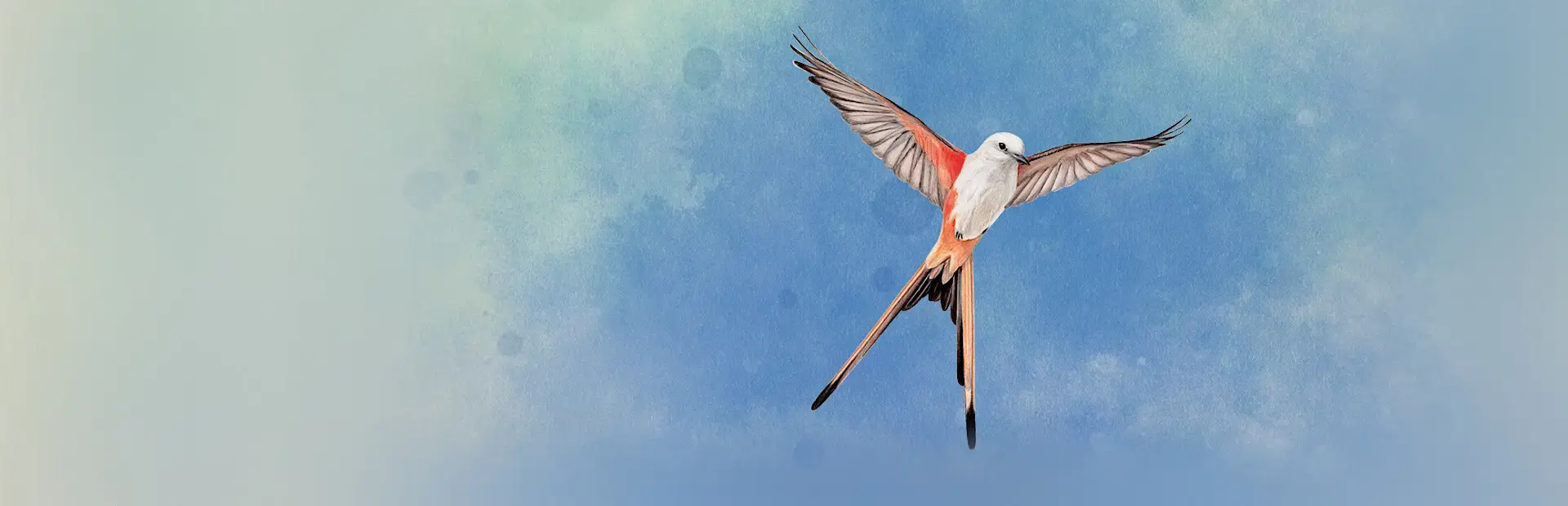 Wingspan: Special Edition background