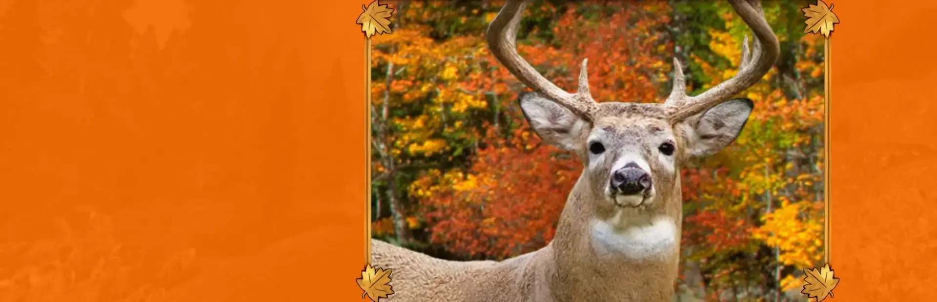 Hunting Unlimited 2010 background